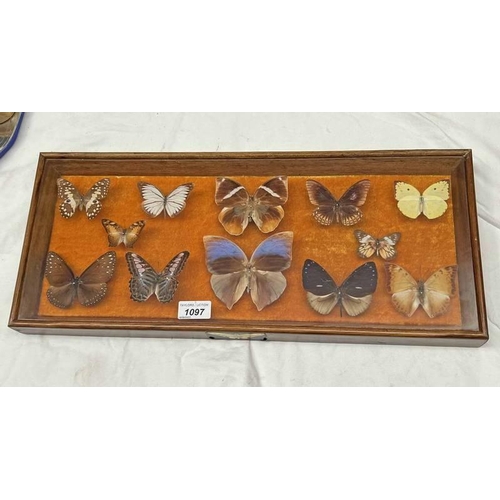 1097 - FRAMED GLAZED ENTOMOLOGY DISPLAY CONSISTING OF 12 EXAMPLES TO INCLUDE BLUE BRANDED KING CROW, ORANGE... 