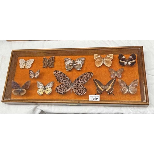 1109 - FRAMED GLAZED ENTOMOLOGY DISPLAY CONSISTING OF 12 EXAMPLES SUCH AS YELLOW SPOT SAWTOOTH, GIRCE, MAGP... 