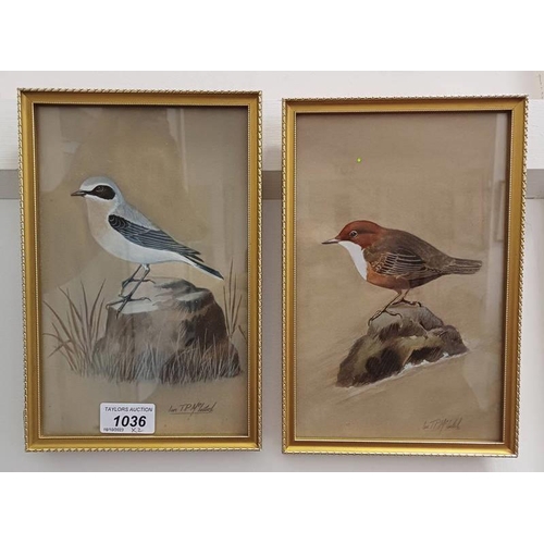 1036 - IAN T P MCINTOSH,  DIPPER & COMMON WHEATEAR,  BOTH SIGNED,  FRAMED WATERCOLOURS,  23 X 14.5 CM EACH