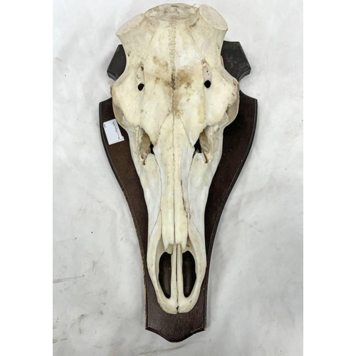 1018 - DEERS HEAD SKULL MOUNTED ON WOODEN WALL SHIELD WITH LABEL TO REAR, 52 CM LONG