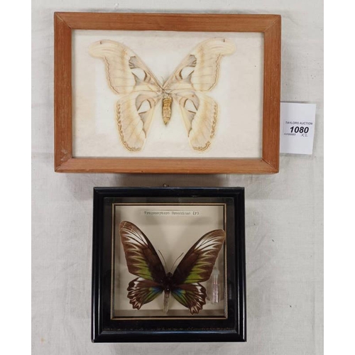 1080 - 2 FRAMED ENTOMOLOGY, TROGONOPTERA BROOKIANA (F) 15 X 15 CM, & 1 OTHER LARGE WHITE EXAMPLE, 15 X 23 C... 