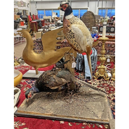 1375 - TAXIDERMY STUDY OF A PHEASANT & 1 OTHER BIRD ON FAUX FOLIAGE, 73CM TALL