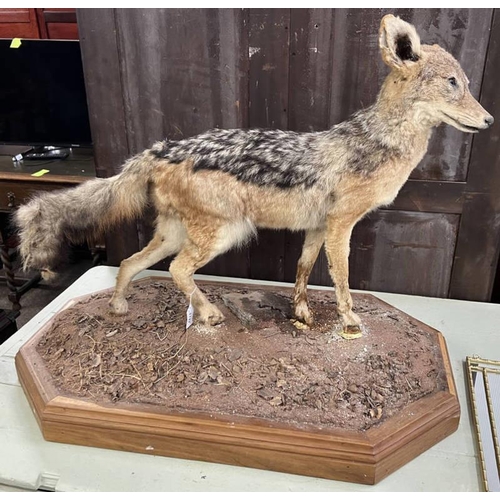 1127 - TAXIDERMY STUDY OF A BLACK BACKED JACKAL MOUNTED ON A FAUX ROCKY LANDSCAPE ON WOODEN BASE, 91CM ACRO... 