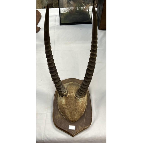 1538 - COMMON ADULT WATERBUCK HORNS ON HIDE COVERED BOSS MOUNTED ON HARDWOOD SHIELD