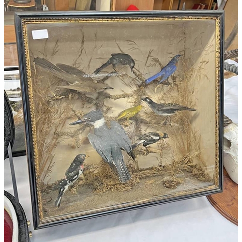 5074 - LATE 19TH CENTURY CASED TAXIDERMY STUDY OF NORTH AMERICAN BIRDS TO INCLUDE EASTERN BLUE BIRD, ROSE-B... 