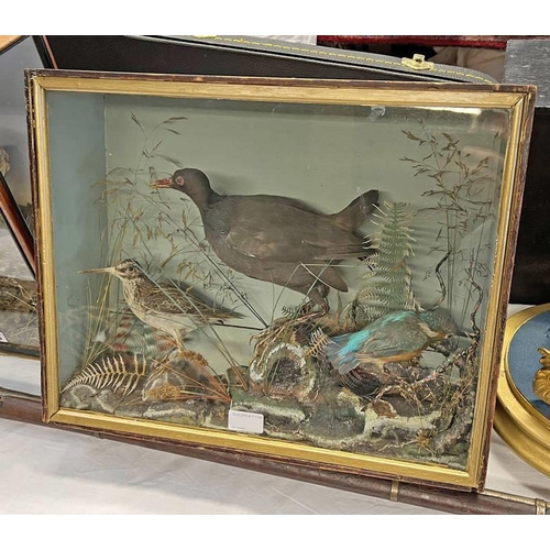 5086 - LATE VICTORIAN TAXIDERMY CASED DISPLAY OF BIRDS TO INCLUDE EUROPEAN KINGFISHER, MOORHEN & SNIPE ALL ... 