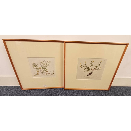 1046 - PAIR OF FRAMED COLOURED ENGRAVING BOOK PLATES OF GERANIUM LUCIDUMA FORMENTILLA OFFICINALIS, 22 X 27 ... 