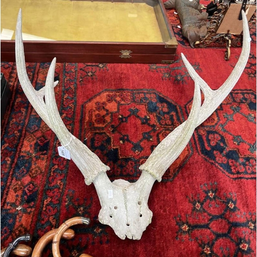 1409 - 6 POINT ANTLERS ON SKULL