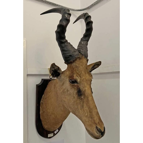 1467 - TAXIDERMY STUDY OF A JACKSON'S HARTEBEEST ON SHIELD PLAQUE READS 'JACKSON'S HARTEBEEST BEA 1914-16, ... 