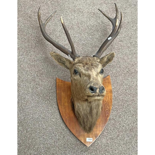 1524 - TAXIDERMY STUDY OF A 8 POINTED DEER ON SHIELD 103CM LONG