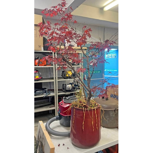 6046 - ACER PLANT IN RED CERAMIC PLANT POT