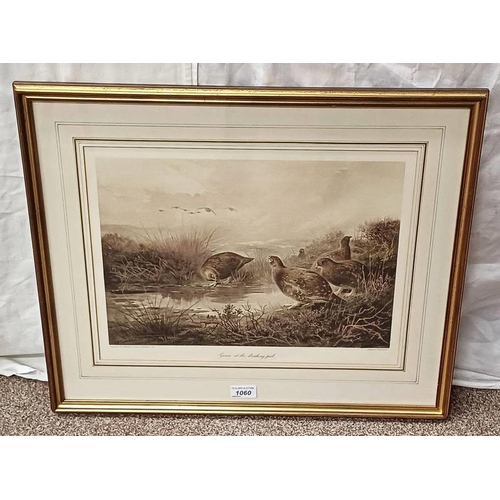 1060 - ARCHIBALD THORBURN,  GROUSE AT THE DRINKING POOL FRAMED PRINT 33 X 43 CM