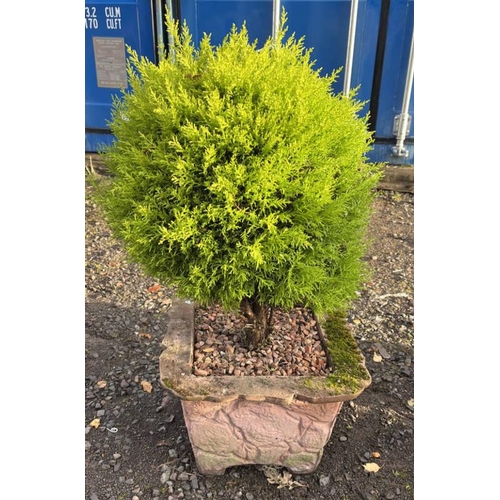 484 - POTTED LEMON CYPRESS TREE