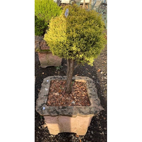 485 - POTTED LEMON CYPRESS TREE