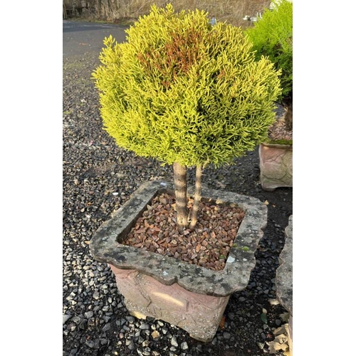 486 - POTTED LEMON CYPRESS TREE