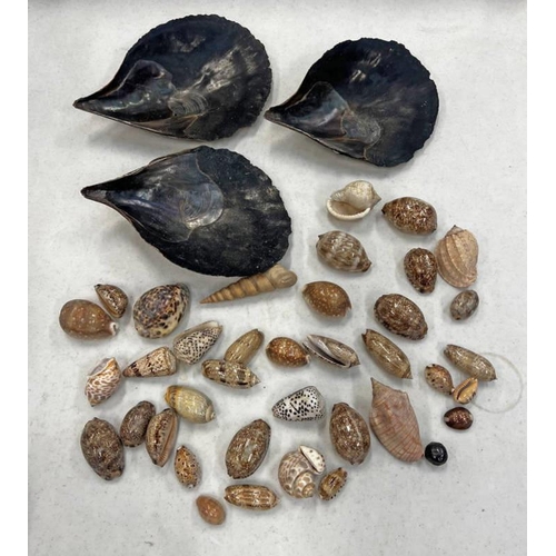 1485 - SELECTION OF SEA SHELLS TO INCLUDE COWRIE SHELLS, 3 CLAM SHELLS ETC