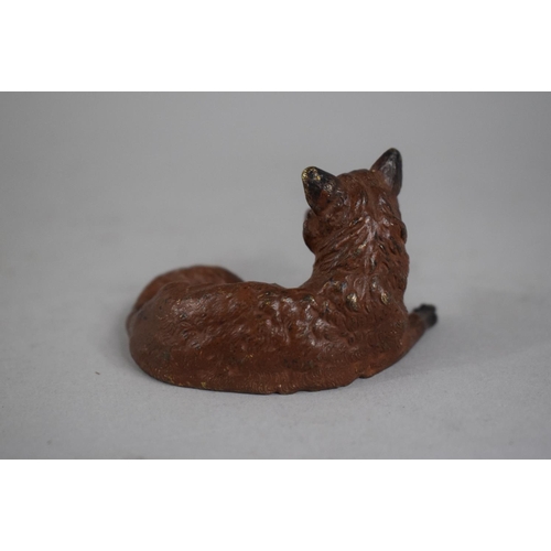 260 - A Cold Painted Bronze Study of a Recumbent Fox. Stamped Under. 6cms Long