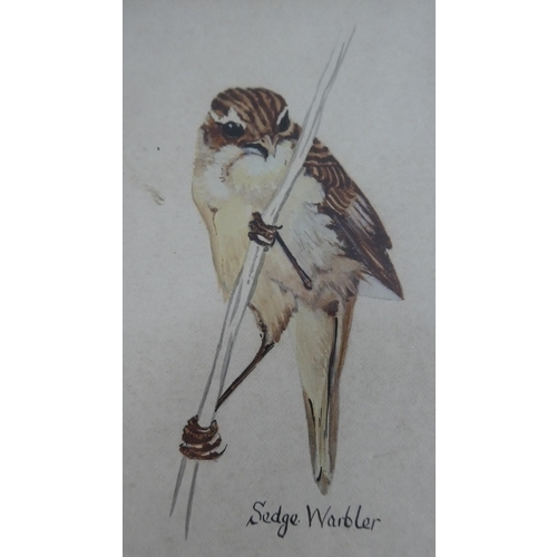 83 - A Framed Watercolour of a Sedge Warbler, 24cm high