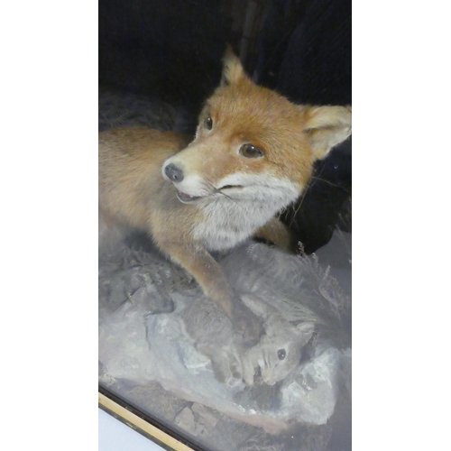 26 - A Cased Taxidermy Study of Fox with Young Rabbit on Naturalistic Rocky Outcrop with Ferns. 99x35x62c... 