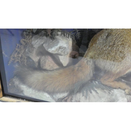 26 - A Cased Taxidermy Study of Fox with Young Rabbit on Naturalistic Rocky Outcrop with Ferns. 99x35x62c... 