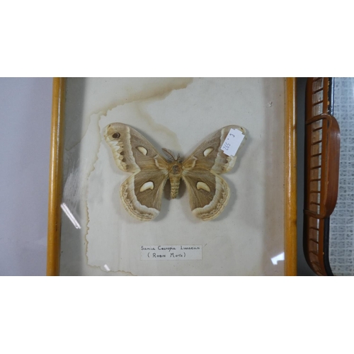 107 - A Cased Robin Moth and Collection of Coasters and Tray Decorated with Butterflies