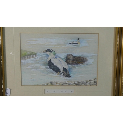 115 - A Framed Water Colour Eider Ducks by C Mason 1989