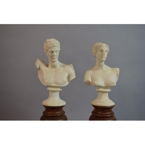 76 - A Pair of Grand Tour Type Classical Busts Supported on Carved Walnut Plinths. 38cms High