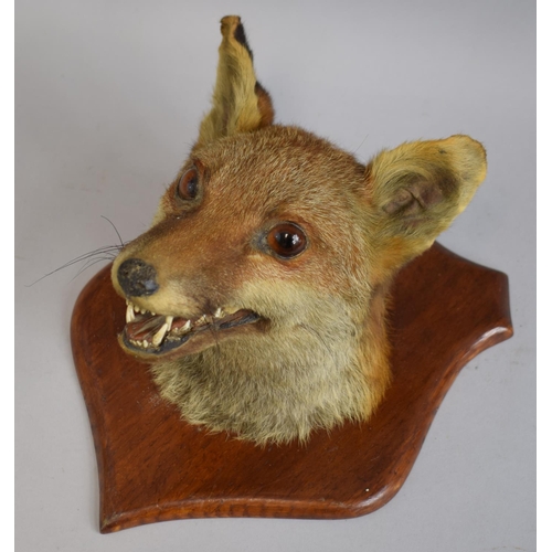 12 - A Fox Mask Mounted on Wooden Shield, Dated November 1917 Verso