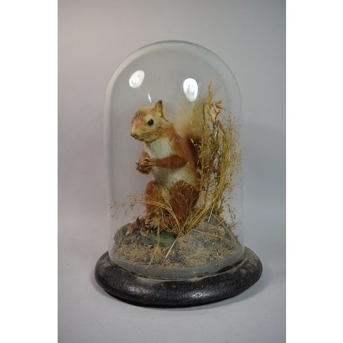 2 - A Taxidermy Study of a Red Squirrel Under Glass Dome on Circular Wooden Plinth, 35cm High