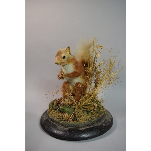 2 - A Taxidermy Study of a Red Squirrel Under Glass Dome on Circular Wooden Plinth, 35cm High