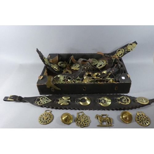 133 - A Box of Victorian and Later Horse Brasses, Leather Straps etc