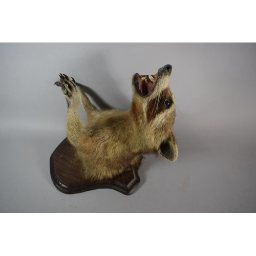 11 - A Taxidermy Trophy of North American Raccoon on Shield Wall Mount