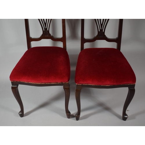 422 - A Pair of Mahogany Framed Bedroom Chairs with Shell Carving to Top Rail