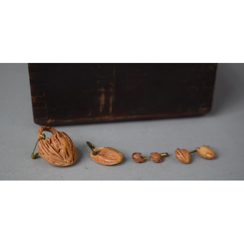 173 - A Wooden Box with Sliding Lid Containing Carved Nut Shell Miniatures