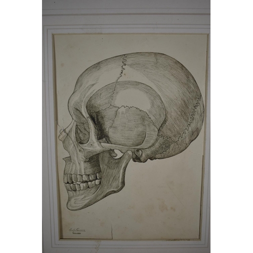 101 - A Collection of Artwork to Include Figural Pencil Sketches, Pen and Ink Study of Skull and Cartoon