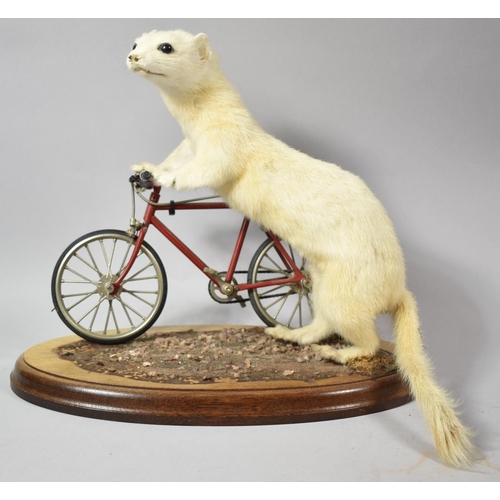 122 - An Anthropomorphic Taxidermy Study of Stoat with Bicycle on Oval Wooden Plinth, 28cm long