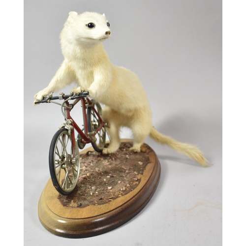 122 - An Anthropomorphic Taxidermy Study of Stoat with Bicycle on Oval Wooden Plinth, 28cm long