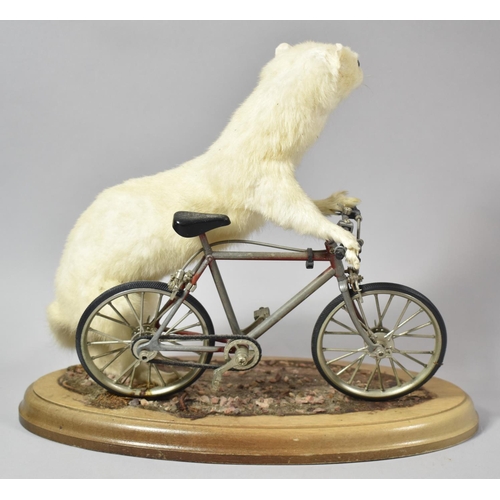 122 - An Anthropomorphic Taxidermy Study of Stoat with Bicycle on Oval Wooden Plinth, 28cm long