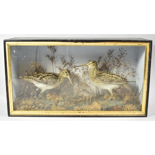 123 - A Cased Taxidermy Study of Two Snipe, 50.5cm wide