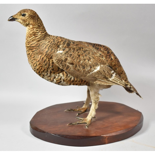 124 - A Late 20th Century Taxidermy Study of a Red Grouse, 29cm high