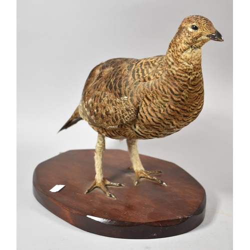 124 - A Late 20th Century Taxidermy Study of a Red Grouse, 29cm high