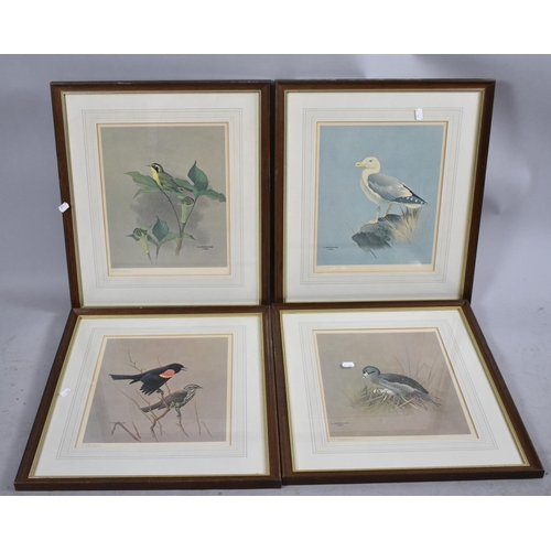 139 - A Set of Four Framed Prints of Birds After F Lansdown and Signed by the Artist, Each 31.5cm high