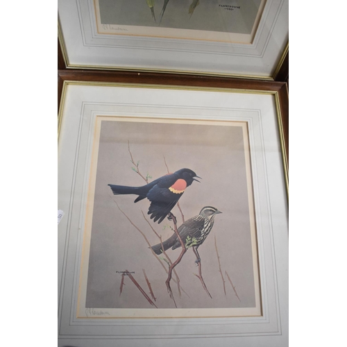 139 - A Set of Four Framed Prints of Birds After F Lansdown and Signed by the Artist, Each 31.5cm high