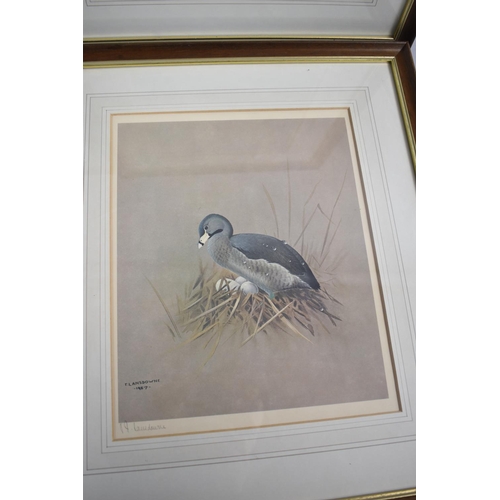 139 - A Set of Four Framed Prints of Birds After F Lansdown and Signed by the Artist, Each 31.5cm high