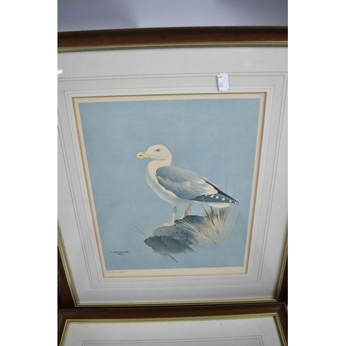 139 - A Set of Four Framed Prints of Birds After F Lansdown and Signed by the Artist, Each 31.5cm high