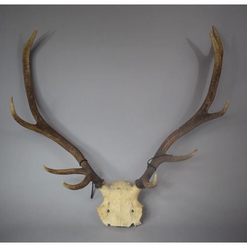 146 - A Vintage Set of Five Point Trophy Antlers