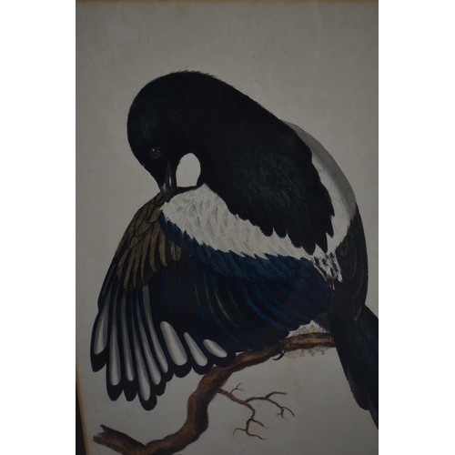 274 - A Framed Print of a Magpie, 43cm high