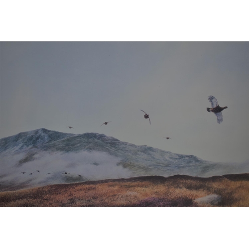 285 - A Framed Berrisford Hill Sporting Print, Grouse in Flight, 53cm wide