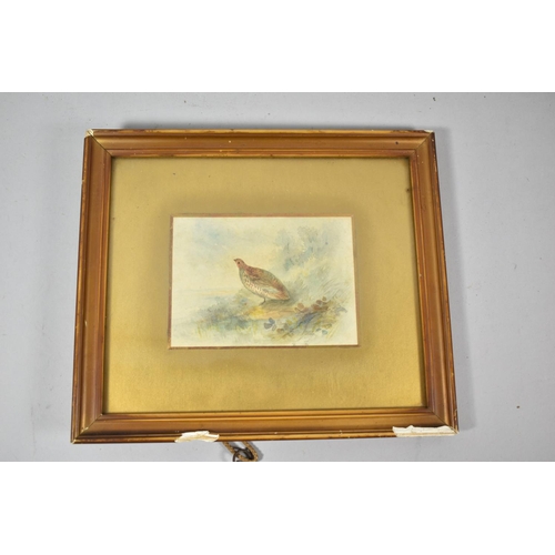 67 - A Gilt Framed Watercolour of a Partridge, 13.5cm Wide