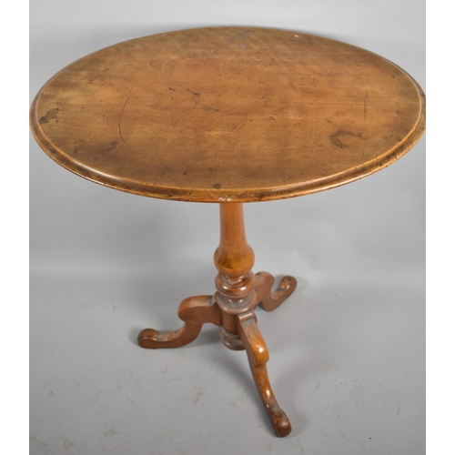 507 - A Late 19th Century Oval Topped Walnut Tripod Table, 65cm wide